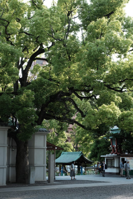 富岡八幡宮　境内の樹木