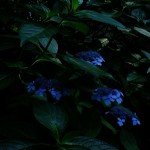 白山神社と紫陽花（Hakusan Shrine and hydrangea）-004