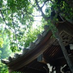 白山神社と紫陽花（Hakusan Shrine and hydrangea）-006