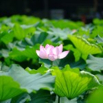 不忍池の蓮の花(The lotus of Shinobazunoike)-05