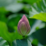 不忍池の蓮の花(The lotus of Shinobazunoike)-06