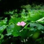 不忍池の蓮の花(The lotus of Shinobazunoike)-07