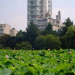 不忍池の蓮の花(The lotus of Shinobazunoike)-08