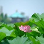 不忍池の蓮の花(The lotus of Shinobazunoike)-12
