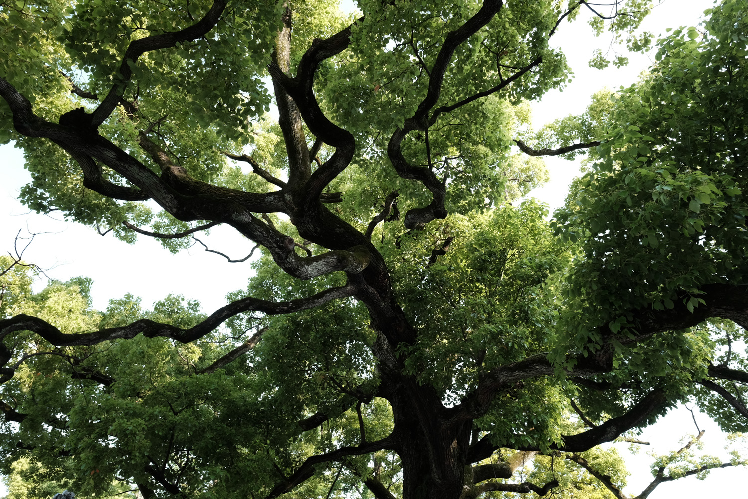 富岡八幡宮 境内の樹木
