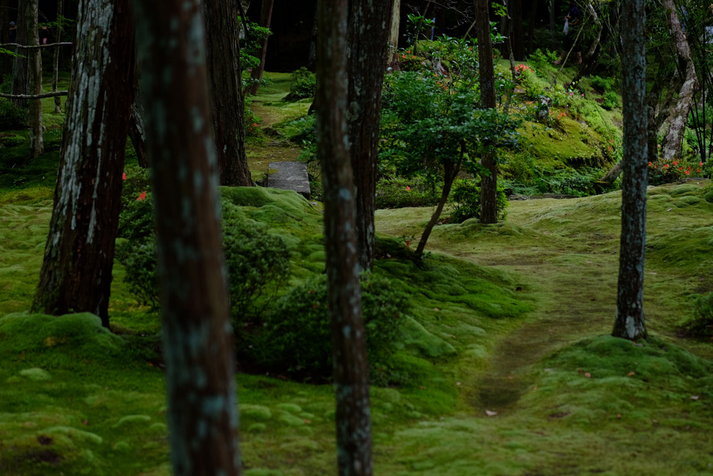 西芳寺 苔で覆われた庭